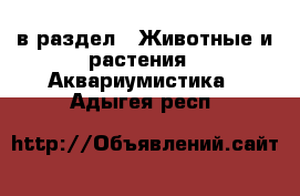  в раздел : Животные и растения » Аквариумистика . Адыгея респ.